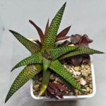 Haworthia cv. ‘Nagori Yuki’ (Pumila x Koelmaniorum) - 3