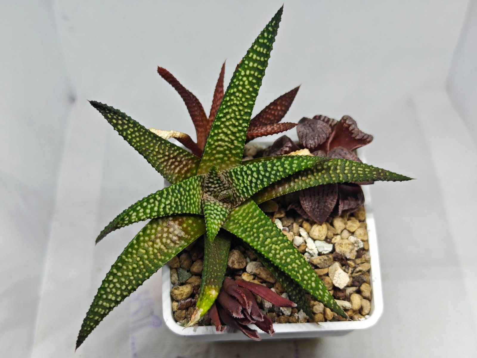 Haworthia cv. ‘Nagori Yuki’ (Pumila x Koelmaniorum) - 3