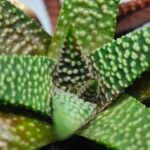 Haworthia cv. ‘Nagori Yuki’ (Pumila x Koelmaniorum) - 4