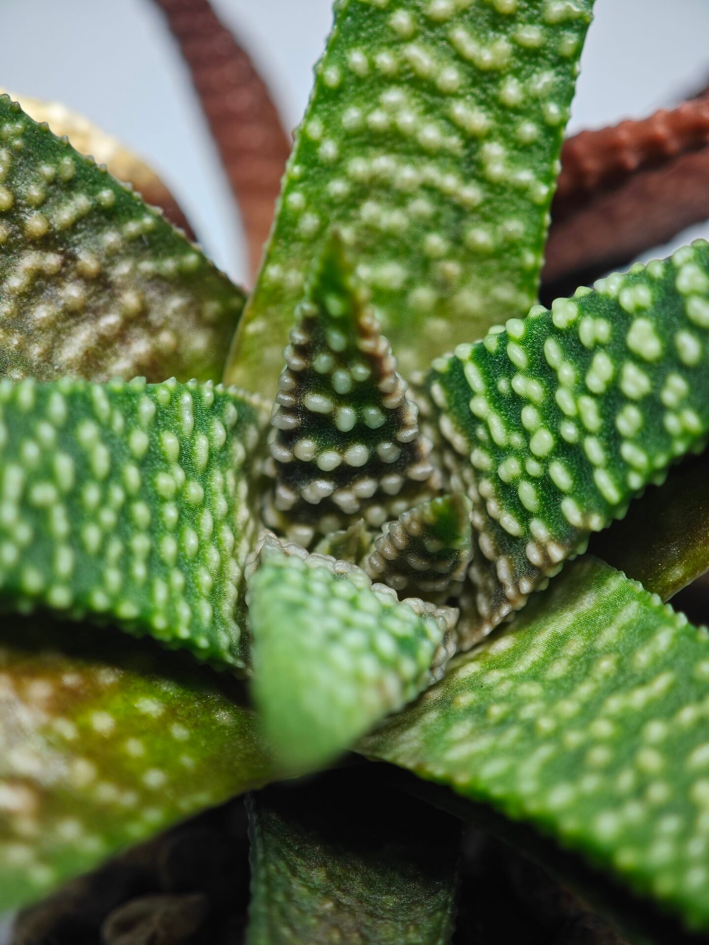 Haworthia cv. ‘Nagori Yuki’ (Pumila x Koelmaniorum) - 4