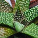 Haworthia cv. ‘Nagori Yuki’ (Pumila x Koelmaniorum) - 5