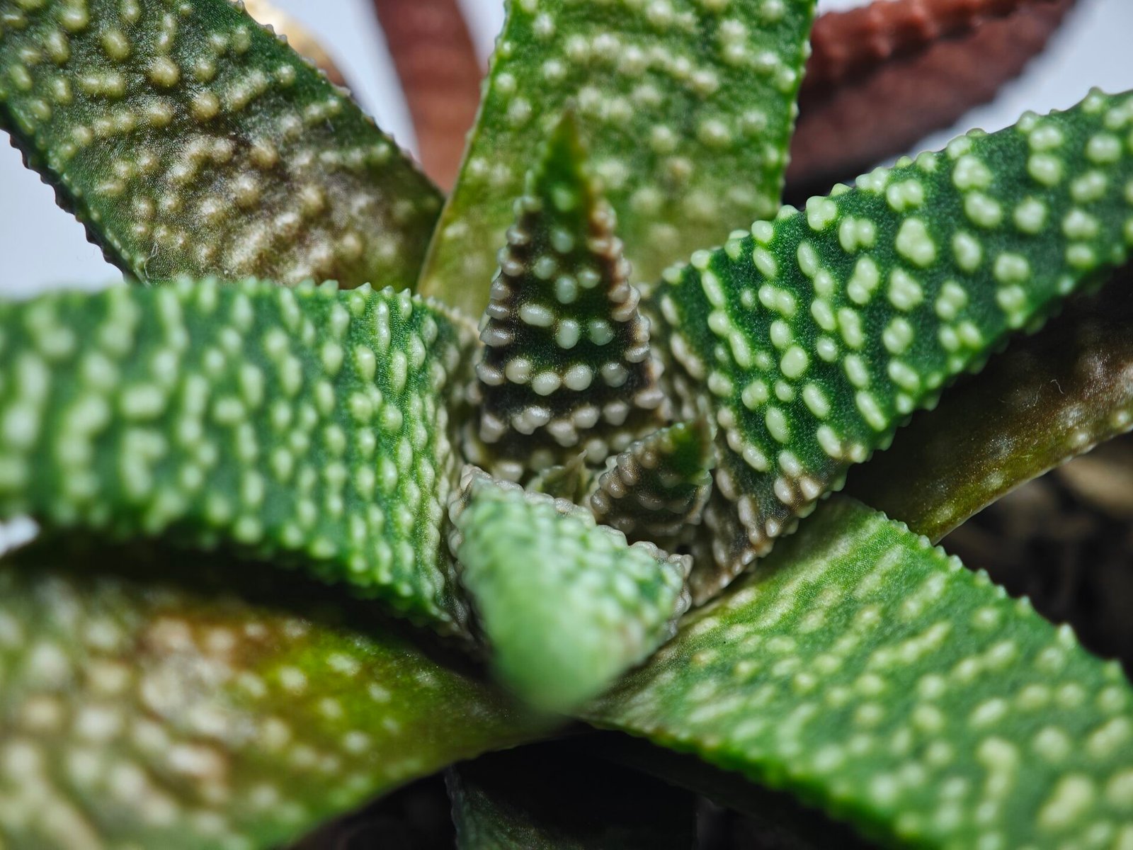 Haworthia cv. ‘Nagori Yuki’ (Pumila x Koelmaniorum) - 5