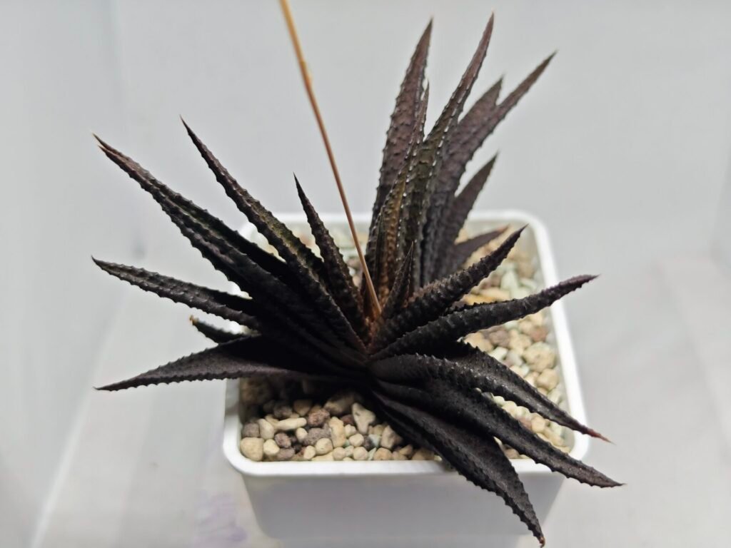 Home 9 Haworthia Limifolia (Tristichous 3-row form), Offset, Rooted, 11 cm