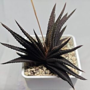 Haworthia Limifolia (Tristichous 3-row form), Offset, Rooted, 11 cm