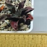Haworthia pygmaea ‘AKABOUSHI PS-1’. [적모자(赤帽子)] - 2