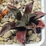 Haworthia pygmaea ‘AKABOUSHI PS-1’. [적모자(赤帽子)] - 3