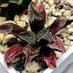 Haworthia pygmaea ‘AKABOUSHI PS-1’. [적모자(赤帽子)] - 4