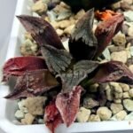 Haworthia pygmaea ‘AKABOUSHI PS-1’. [적모자(赤帽子)] - 5