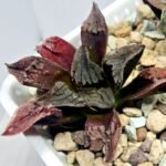 Haworthia pygmaea ‘AKABOUSHI PS-1’. [적모자(赤帽子)] - 6