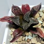 Haworthia pygmaea ‘AKABOUSHI PS-1’. [적모자(赤帽子)] - 7