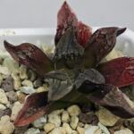 Haworthia pygmaea ‘AKABOUSHI PS-1’. [적모자(赤帽子)] - 8
