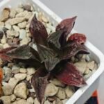 Haworthia pygmaea ‘AKABOUSHI PS-1’. [적모자(赤帽子)] - 9