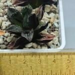 Haworthia pygmaea ‘AKABOUSHI PS-1’. [적모자(赤帽子)] - 8