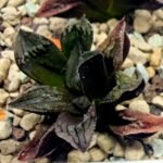 Haworthia pygmaea ‘AKABOUSHI PS-1’. [적모자(赤帽子)] - 9