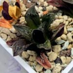 Haworthia pygmaea ‘AKABOUSHI PS-1’. [적모자(赤帽子)] - 1