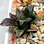 Haworthia pygmaea ‘AKABOUSHI PS-1’. [적모자(赤帽子)] - 2