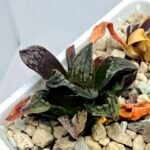 Haworthia pygmaea ‘AKABOUSHI PS-1’. [적모자(赤帽子)] - 3