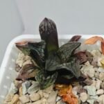 Haworthia pygmaea ‘AKABOUSHI PS-1’. [적모자(赤帽子)] - 4
