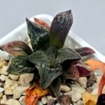 Haworthia pygmaea ‘AKABOUSHI PS-1’. [적모자(赤帽子)] - 5