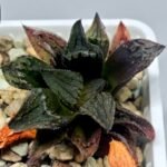 Haworthia pygmaea ‘AKABOUSHI PS-1’. [적모자(赤帽子)] - 6