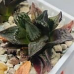 Haworthia pygmaea ‘AKABOUSHI PS-1’. [적모자(赤帽子)] - 7