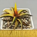 Haworthia Limifolia Variegated - 1