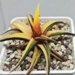 Haworthia Limifolia Variegated - 2