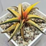 Haworthia Limifolia Variegated - 3