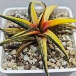 Haworthia Limifolia Variegated - 4