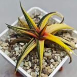Haworthia Limifolia Variegated - 5