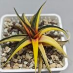 Haworthia Limifolia Variegated - 6