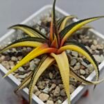Haworthia Limifolia Variegated - 7