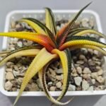 Haworthia Limifolia Variegated - 8