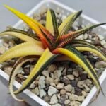 Haworthia Limifolia Variegated - 9