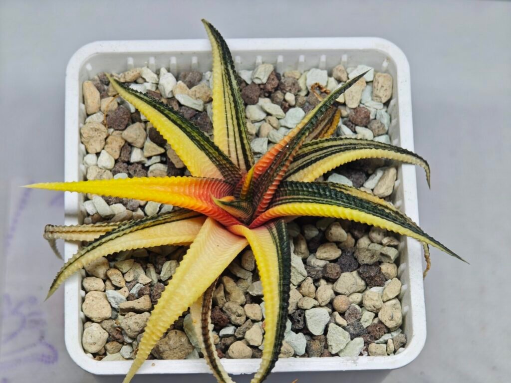 Home 7 Haworthia Limifolia Variegated - 10