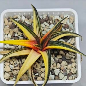 Haworthia Limifolia Variegated - 10