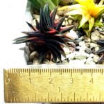 Haworthia ‘ZOUGENOTO’ NISHIKI [象 牙 之 塔 錦] Variegated - 1