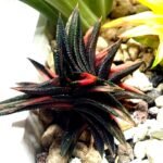 Haworthia ‘ZOUGENOTO’ NISHIKI [象 牙 之 塔 錦] Variegated - 2