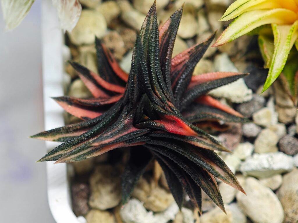Haworthia ‘ZOUGENOTO’ NISHIKI [象 牙 之 塔 錦] Variegated - 3
