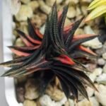 Haworthia ‘ZOUGENOTO’ NISHIKI [象 牙 之 塔 錦] Variegated - 3