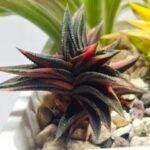 Haworthia ‘ZOUGENOTO’ NISHIKI [象 牙 之 塔 錦] Variegated - 4