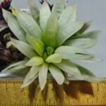 Haworthia cooperi ‘Silver Swirl’ Variegated - 1