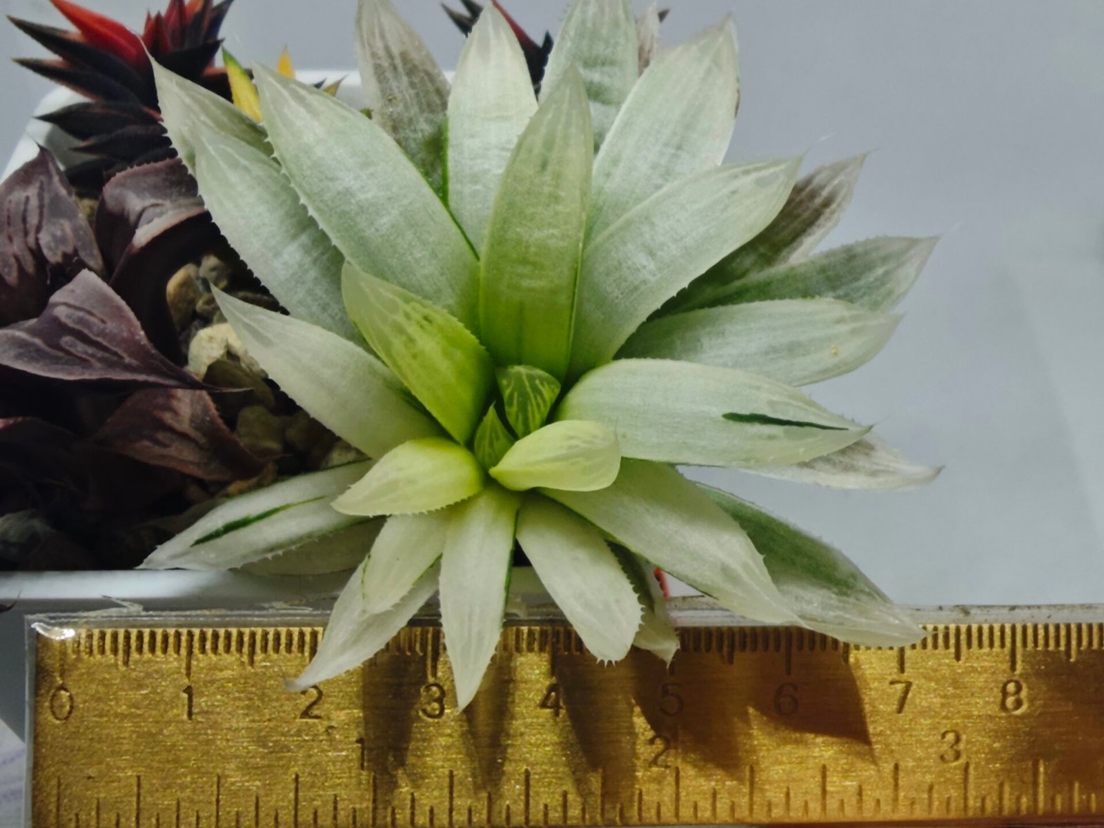 Haworthia cooperi ‘Silver Swirl’ Variegated - 1