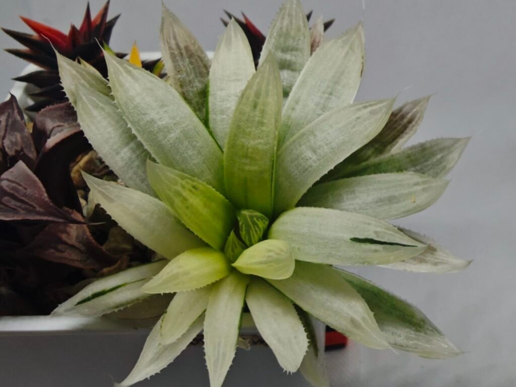 Haworthia cooperi ‘Silver Swirl’ Variegated - 2