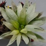 Haworthia cooperi ‘Silver Swirl’ Variegated - 2