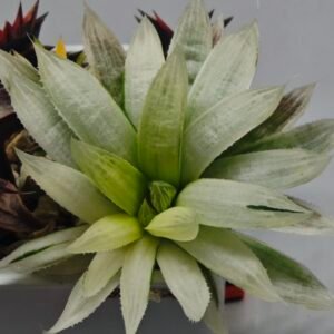 Haworthia cooperi ‘Silver Swirl’ Variegated - 2
