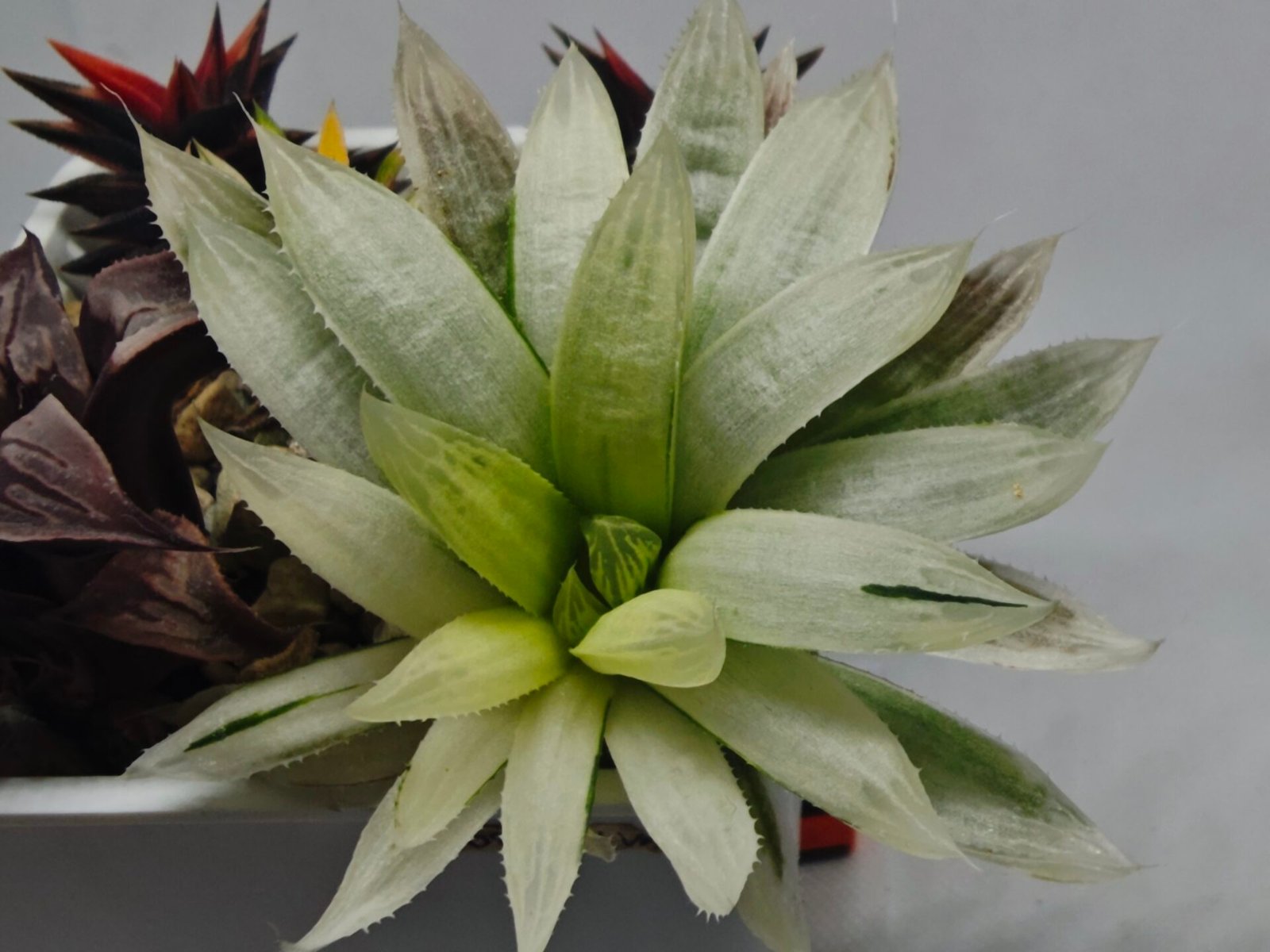Haworthia cooperi ‘Silver Swirl’ Variegated - 2