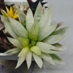 Haworthia cooperi ‘Silver Swirl’ Variegated - 3