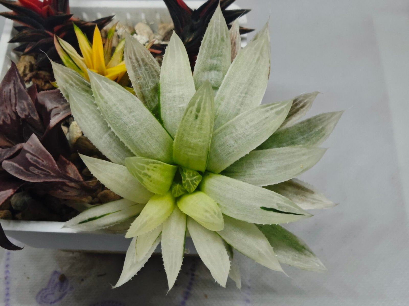 Haworthia cooperi ‘Silver Swirl’ Variegated - 3