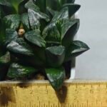 Haworthia Huko [虎克] (ブラックホワイト) - 9